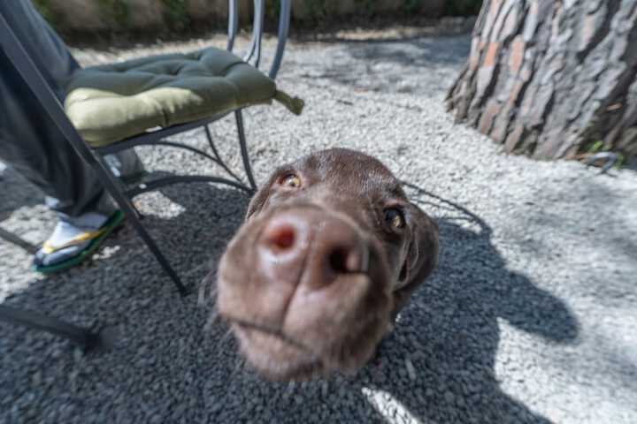 Pet Friendly 74 of 102
