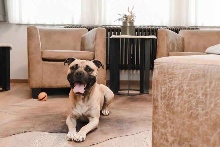Pet Friendly 98 of 153