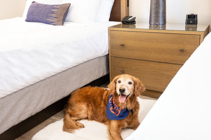 Pet-friendly