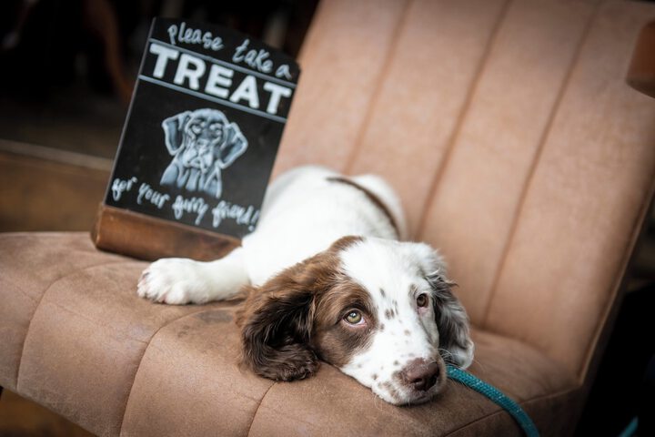Pet Friendly 44 of 83