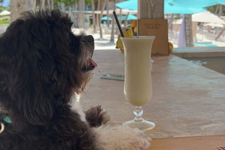 Pet Friendly 90 of 126