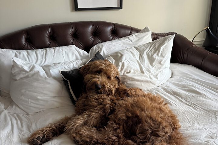 Pet Friendly 114 of 124