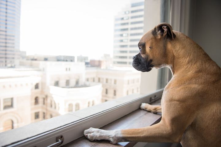 Pet Friendly 179 of 268