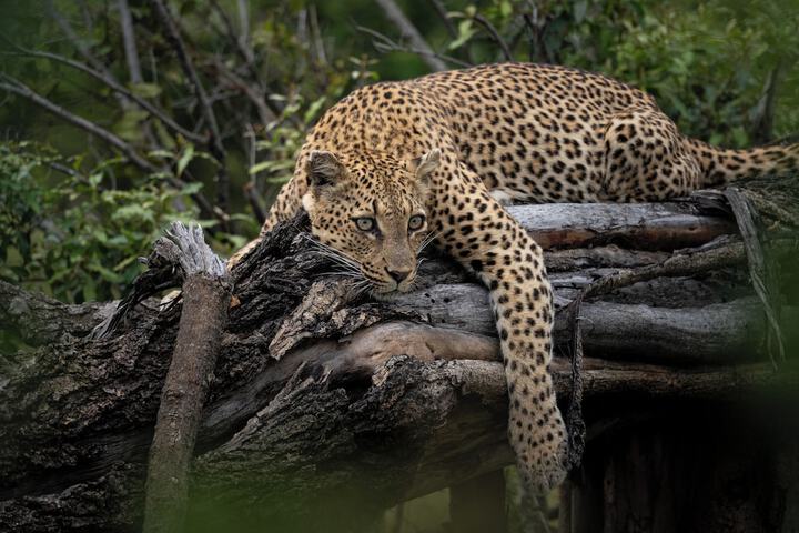 Safari
