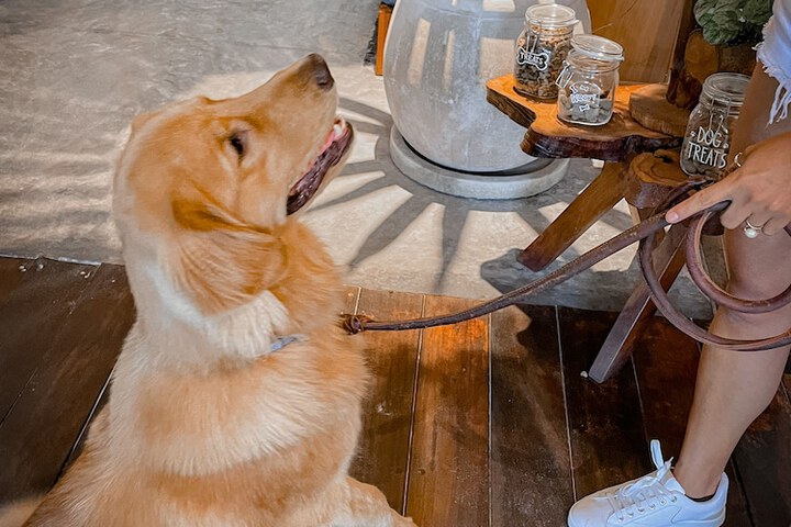 Pet Friendly 102 of 166