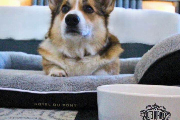 Pet Friendly 59 of 92