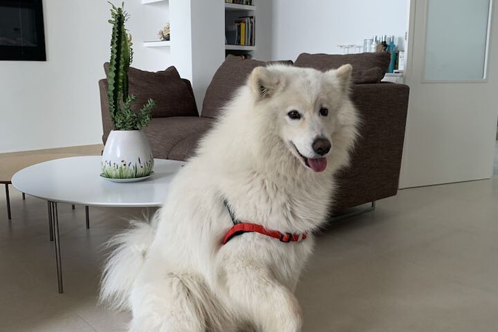 Pet Friendly 27 of 53