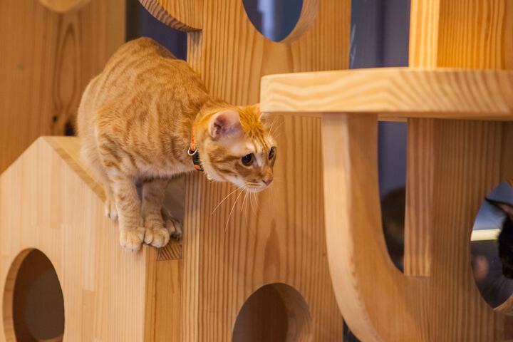 Pet Friendly 96 of 139