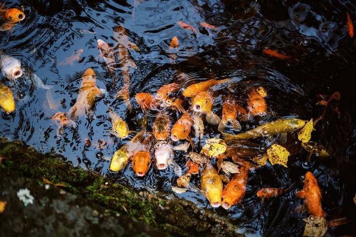 Property Grounds 17 of 21