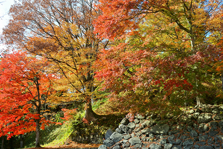 * [Sightseeing around] Especially recommended during the fall foliage season! Inawashiro Kamega Castle Ruins Park in Autumn