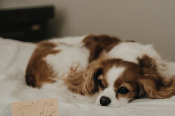 Pet-friendly