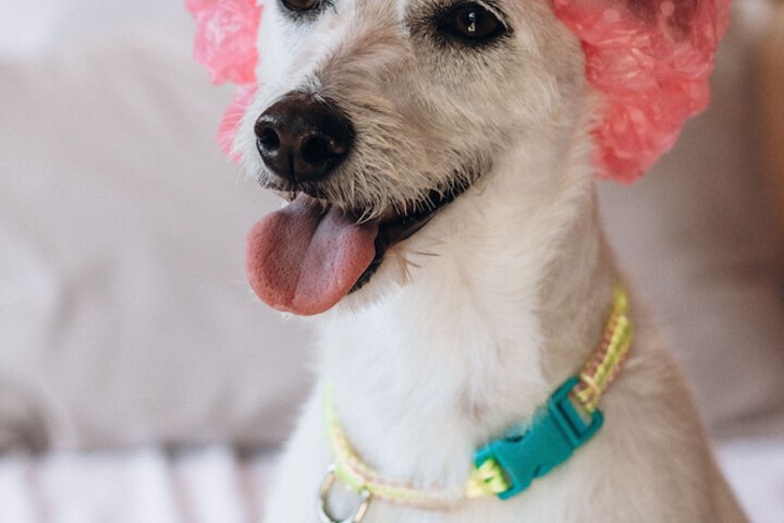Pet Friendly 104 of 122
