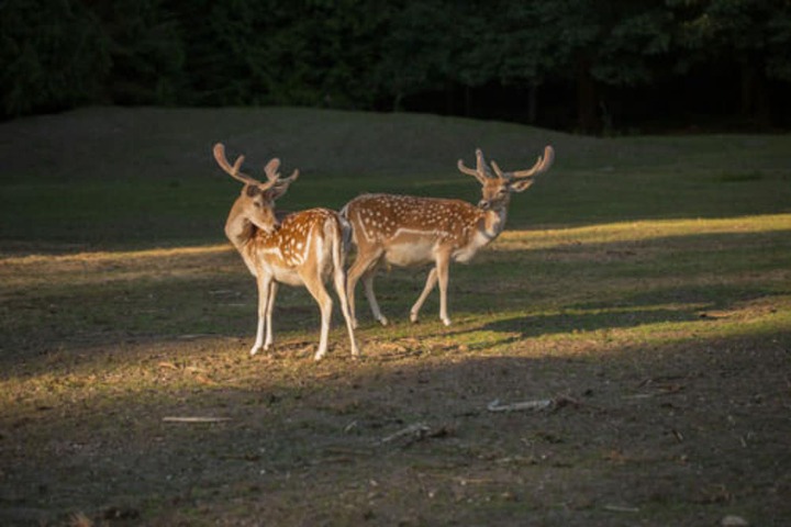 Property Grounds 49 of 58