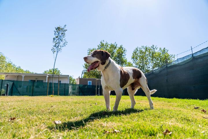 Pet Friendly 103 of 122