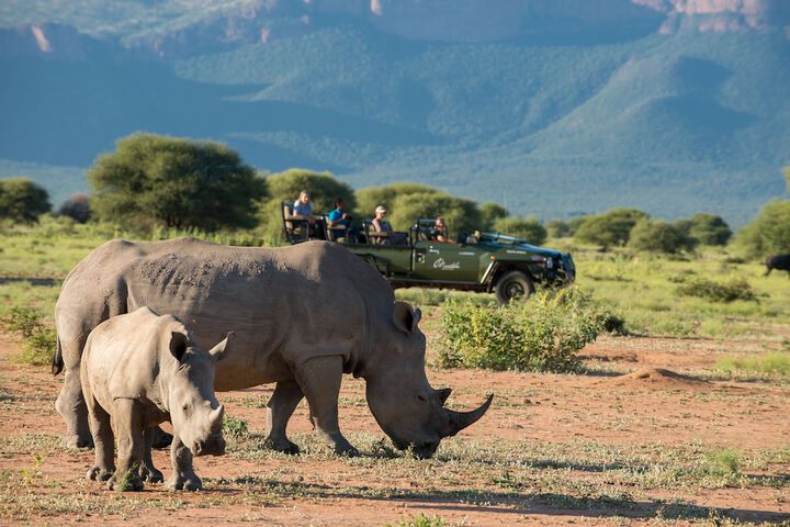 Safari