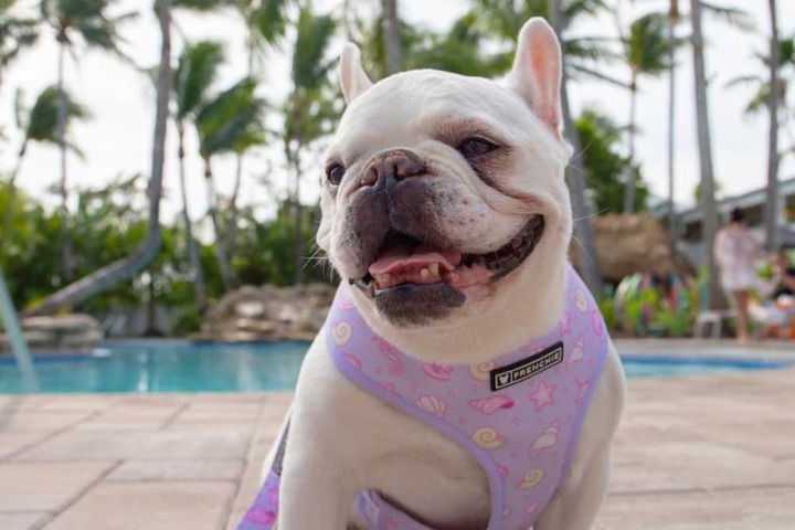Pet-friendly