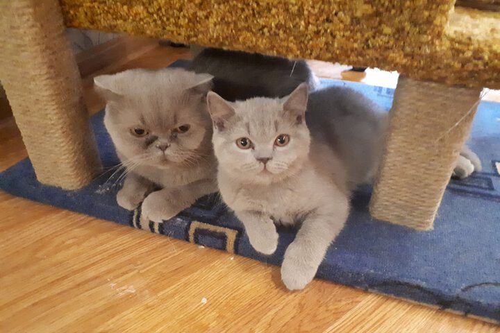 Pet Friendly 48 of 67
