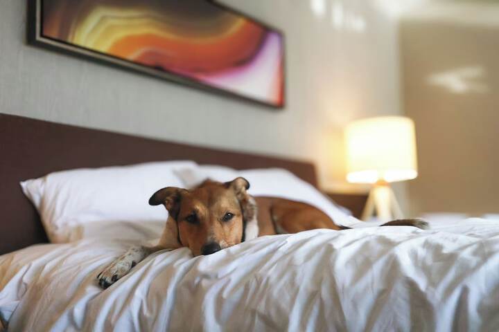 Pet-friendly