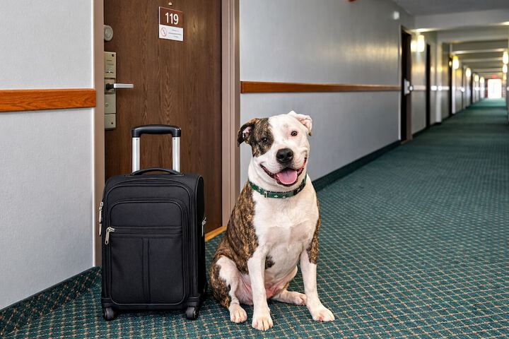 Pet Friendly 83 of 104