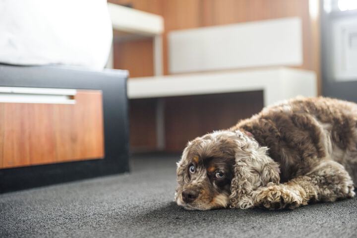 Pet-friendly