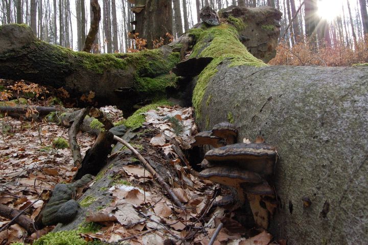 Hiking