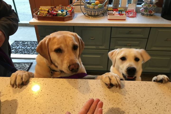 Pet-friendly