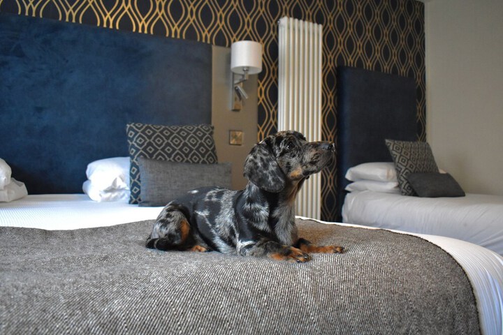 Pet Friendly 47 of 77