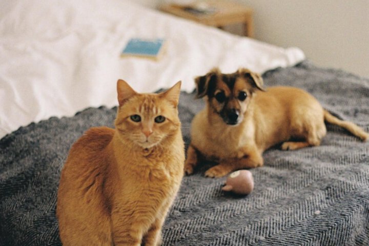 Pet Friendly 103 of 122
