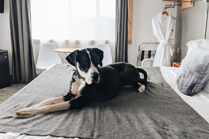 Pet-friendly
