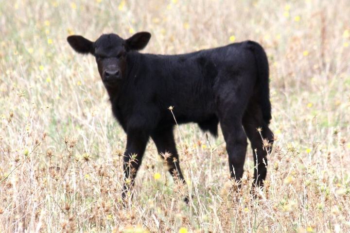 Pet Friendly 9 of 20