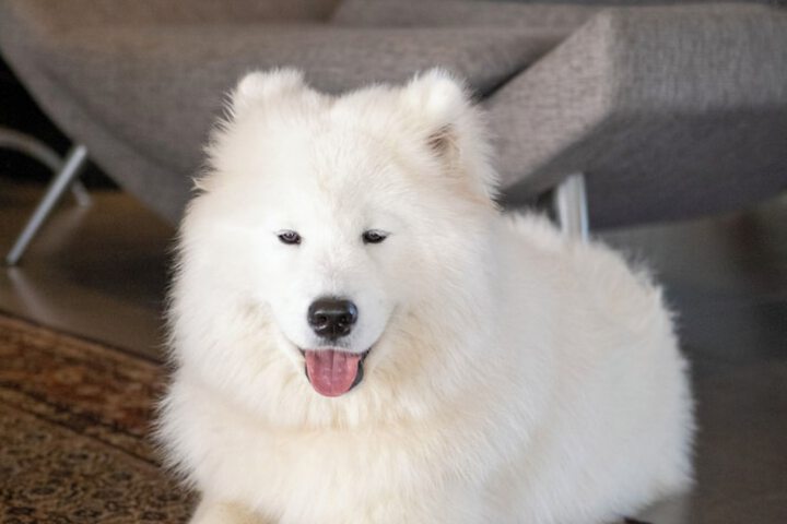 Pet Friendly 104 of 120