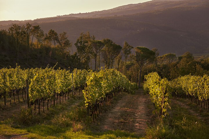Vineyard