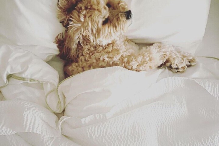 Pet-friendly