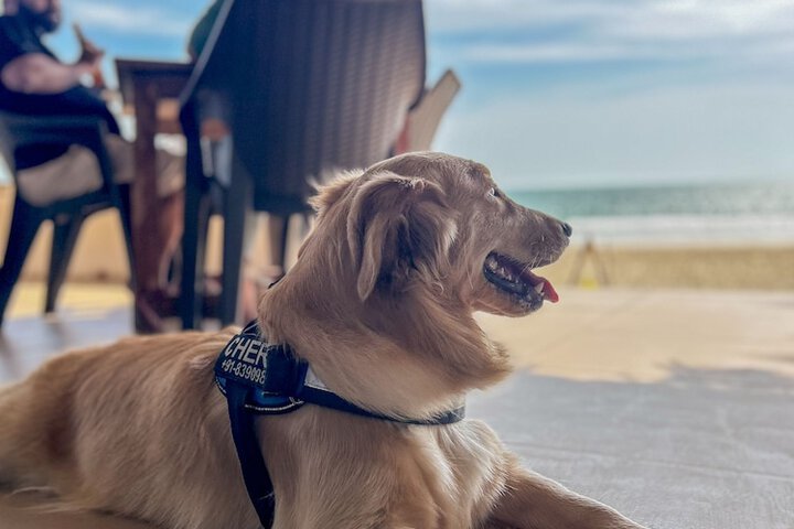 Pet Friendly 34 of 64