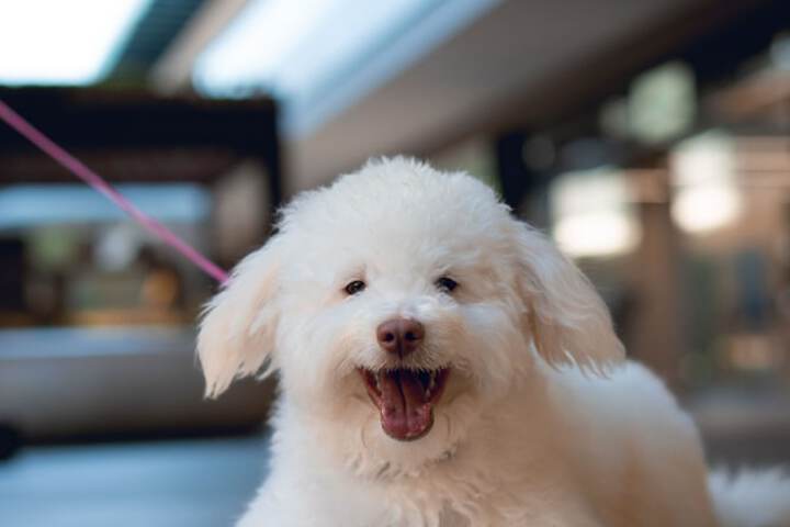 Pet Friendly 106 of 122