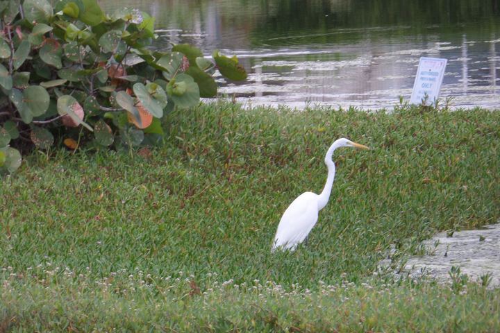 Property Grounds 32 of 56