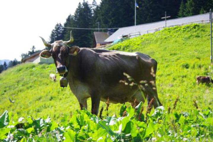 Berggasthaus Sücka