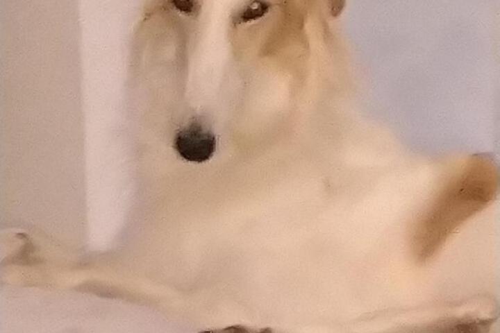 General 66 of 100