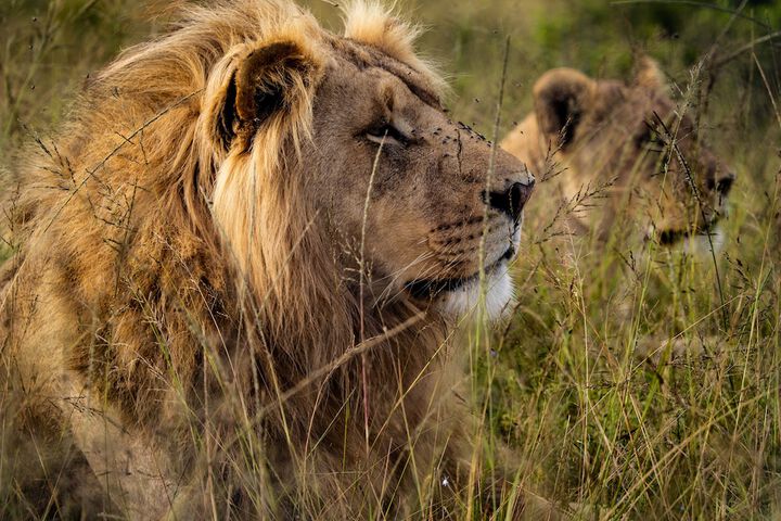 Photo of Garden Route Safari Camp