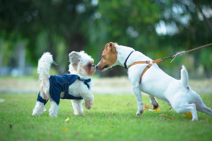 Pet Friendly 25 of 32