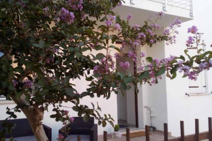 The judas trees