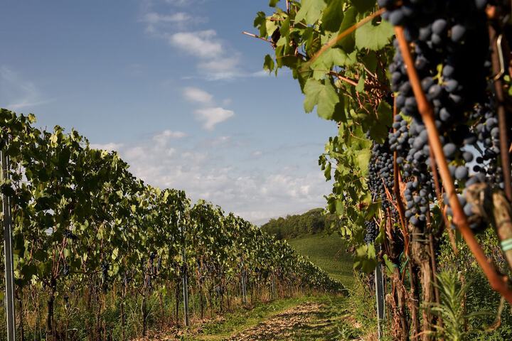 Vineyard