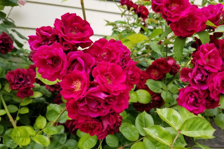 Property Grounds 81 of 92