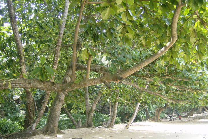 Beach 20 of 55