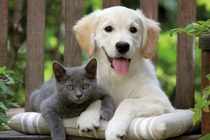 Pet Friendly 13 of 58