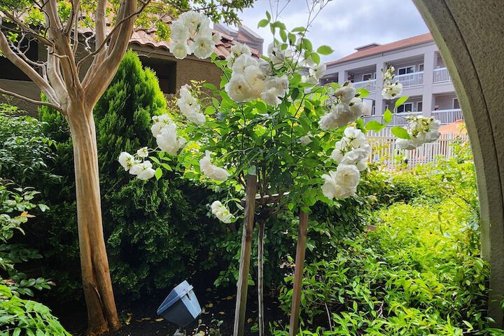 Garden view