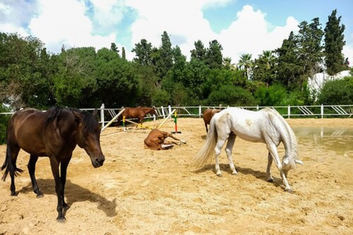 Horseback riding