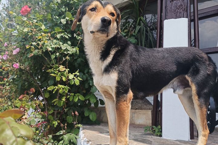 Pet Friendly 42 of 97