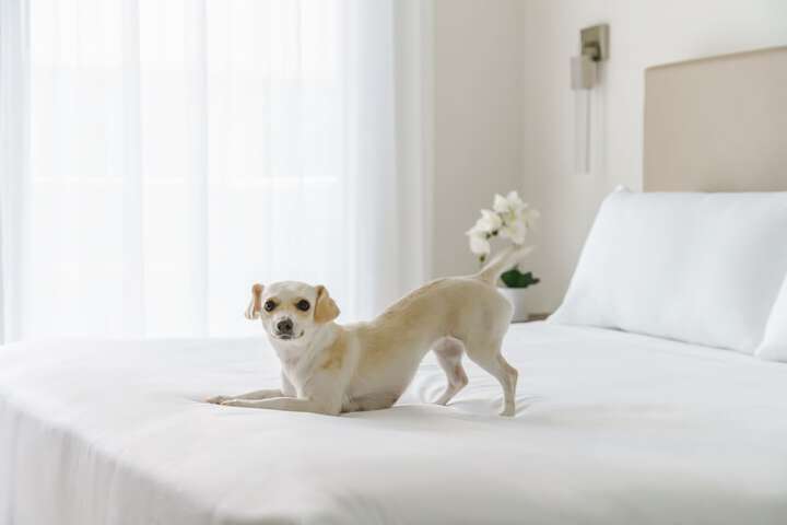 Pet-friendly