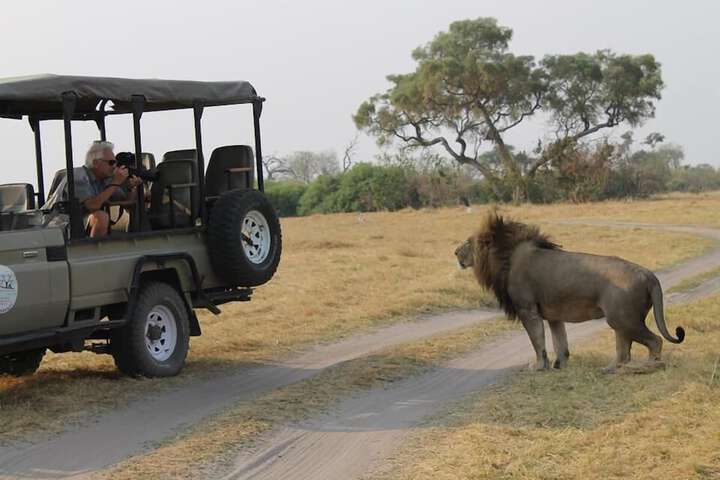 Safari